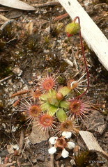 Drosera pulchella