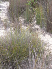 Chlorophytum rangei