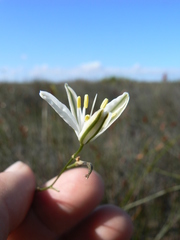 Chlorophytum rangei