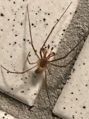 Tetragnatha versicolor