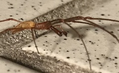 Tetragnatha versicolor