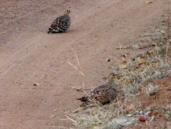 Pterocles bicinctus multicolor