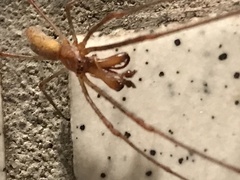 Tetragnatha versicolor
