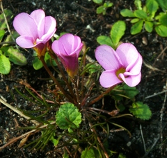 Oxalis polyphylla pentaphylla