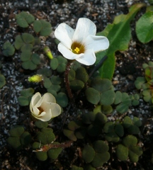 Oxalis punctata