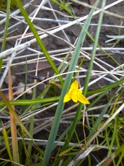 Pauridia vaginata