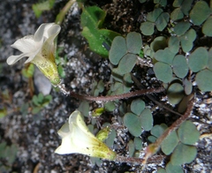 Oxalis punctata