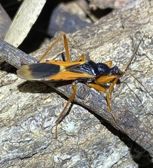 Ectomocoris ornatus