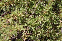 Berberis hispanica