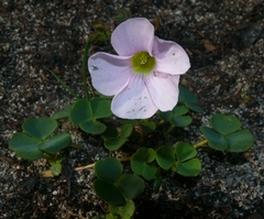 Oxalis commutata commutata