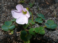 Oxalis commutata commutata