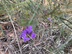 Hardenbergia violacea