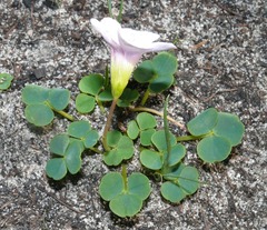 Oxalis commutata commutata