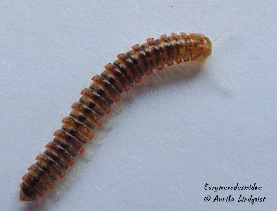 Eurymerodesmidae