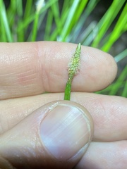 Eleocharis dulcis