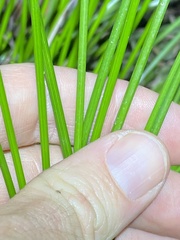 Eleocharis dulcis