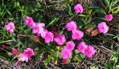 Oxalis eckloniana-nidulans