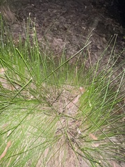 Eleocharis dulcis