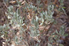Cistus atriplicifolius