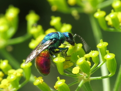 Chrysis comparata