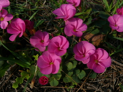 Oxalis eckloniana-nidulans