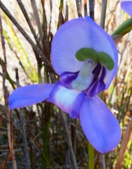 Disa graminifolia