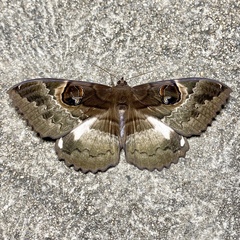 Erebus terminitincta