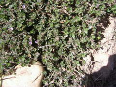 Blepharis integrifolia