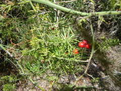 Asparagus multiflorus