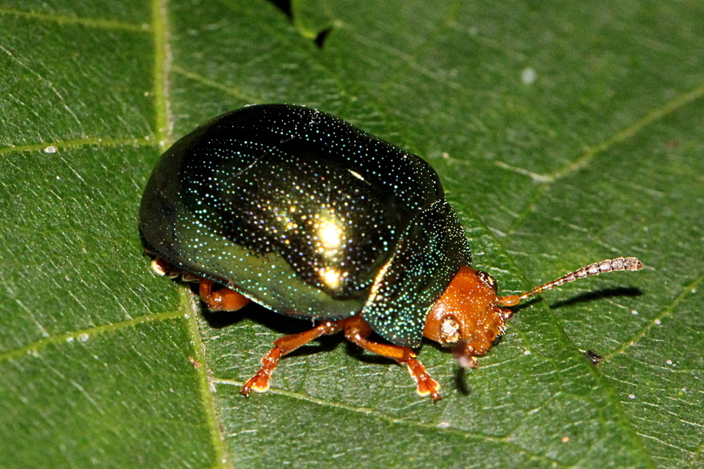 Metallic Green Acacia Beetle