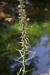 Dactylorhiza elata