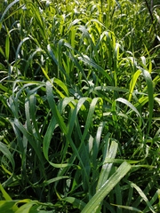 Elymus caninus