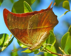 Charaxes varanes
