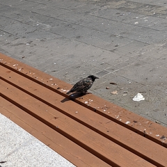 Sturnus vulgaris