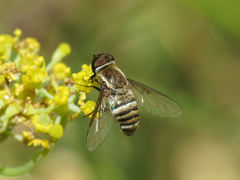 Exhyalanthrax muscarius