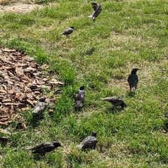 Sturnus vulgaris