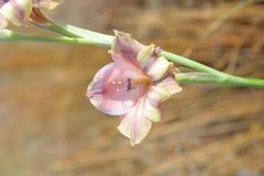 Gladiolus guthriei