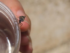 Cyclosa sierrae