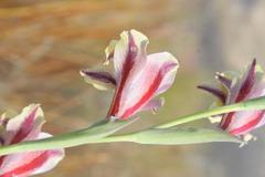 Gladiolus guthriei