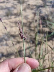 Eragrostis interrupta