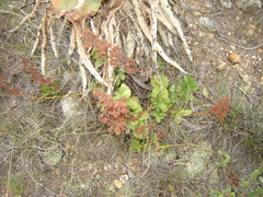 Crassula cultrata