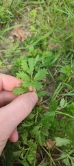 Potentilla tobolensis