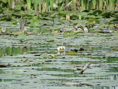 Nymphaea candida