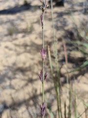 Eragrostis interrupta
