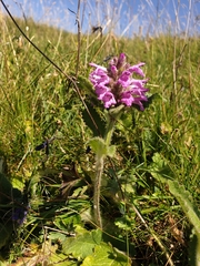 Betonica hirsuta