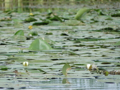 Nymphaea candida