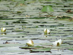 Nymphaea candida