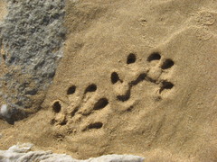 Aonyx capensis capensis