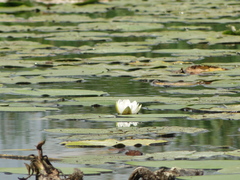 Nymphaea candida
