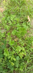 Potentilla tobolensis